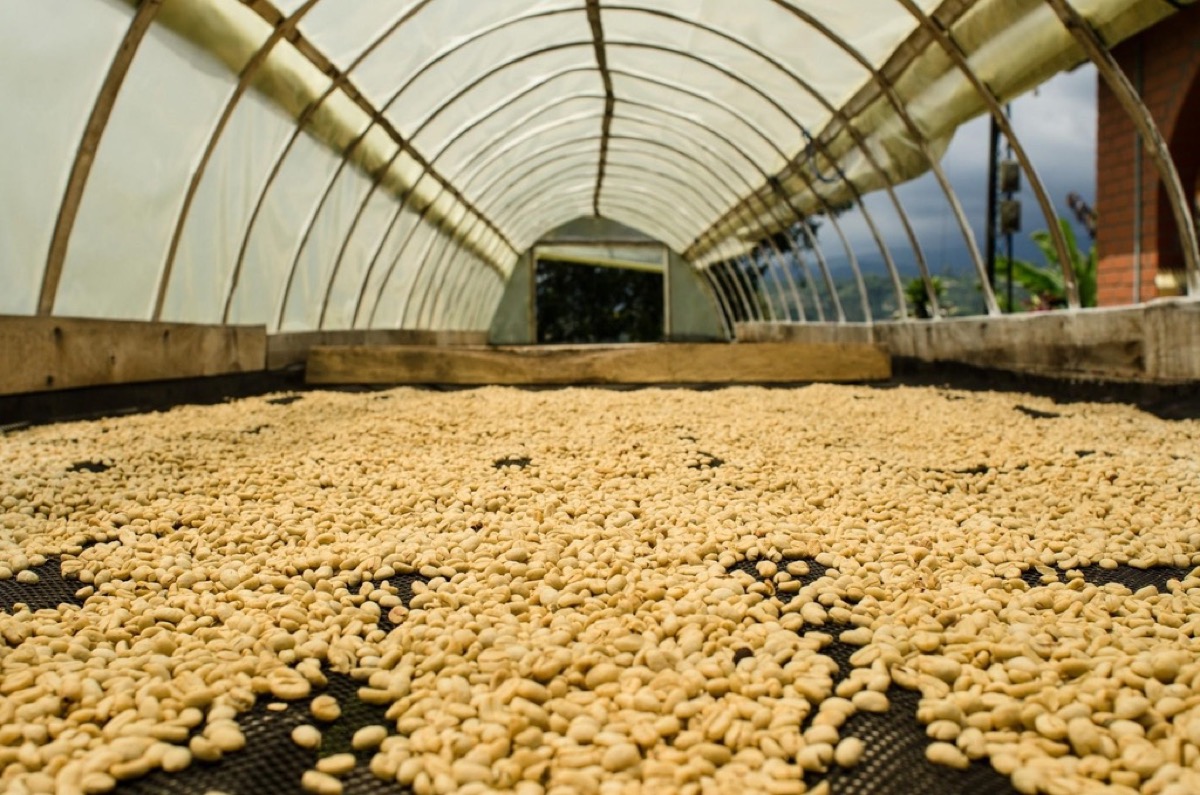 Sun-drying coffee beans at Karenge CWS, Rwanda