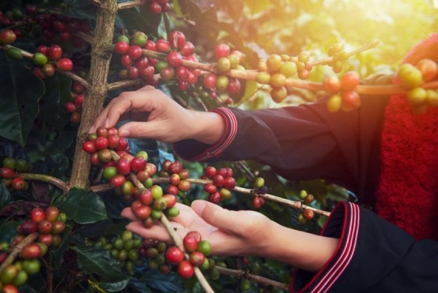 Hand-picking ripe Arabica coffee cherries in Rwanda
